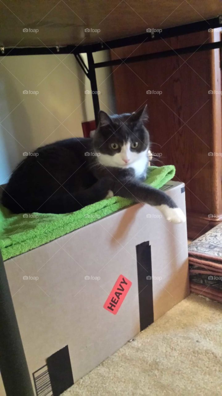 Jasper hanging on a box