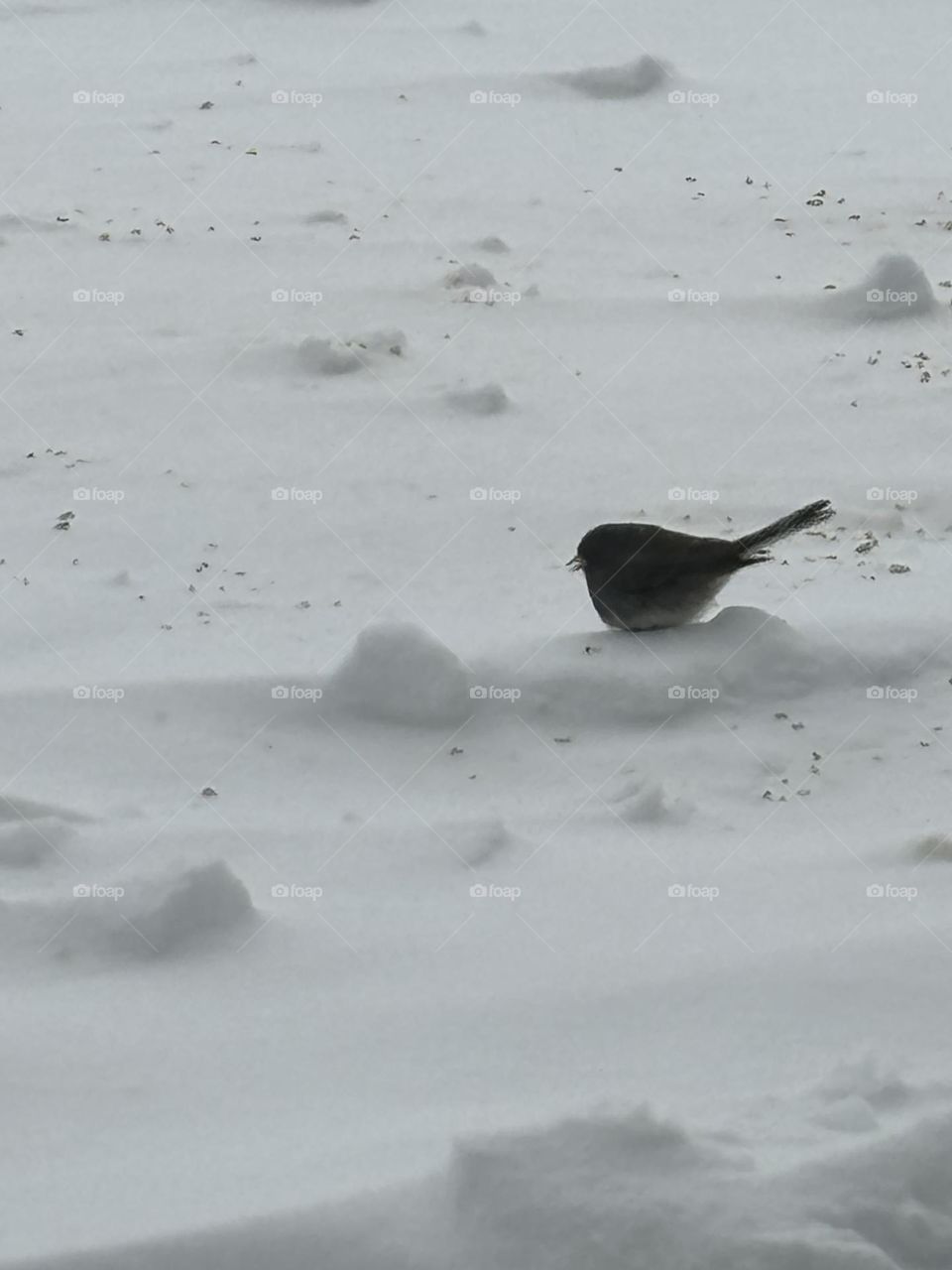 Bird In Snow
