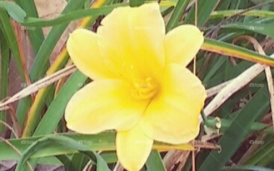 Flower Bloomed in November in Midwest