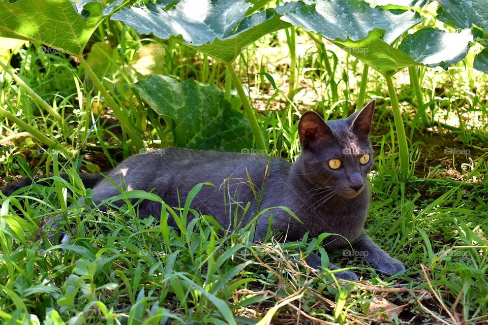 cat in nature