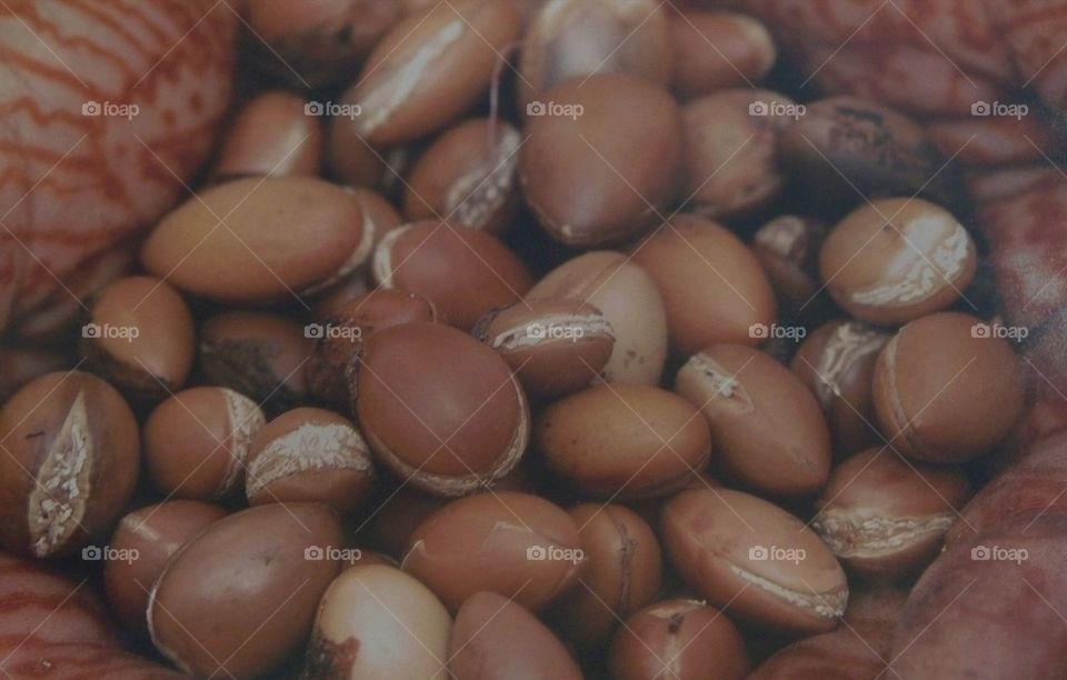 graines d argan