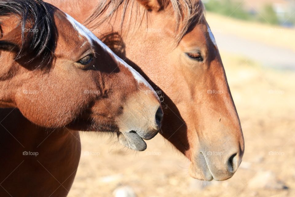 Wild mustang colt with mare headshot