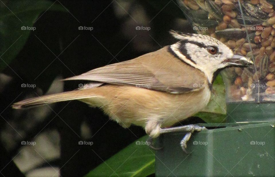 Crested tit