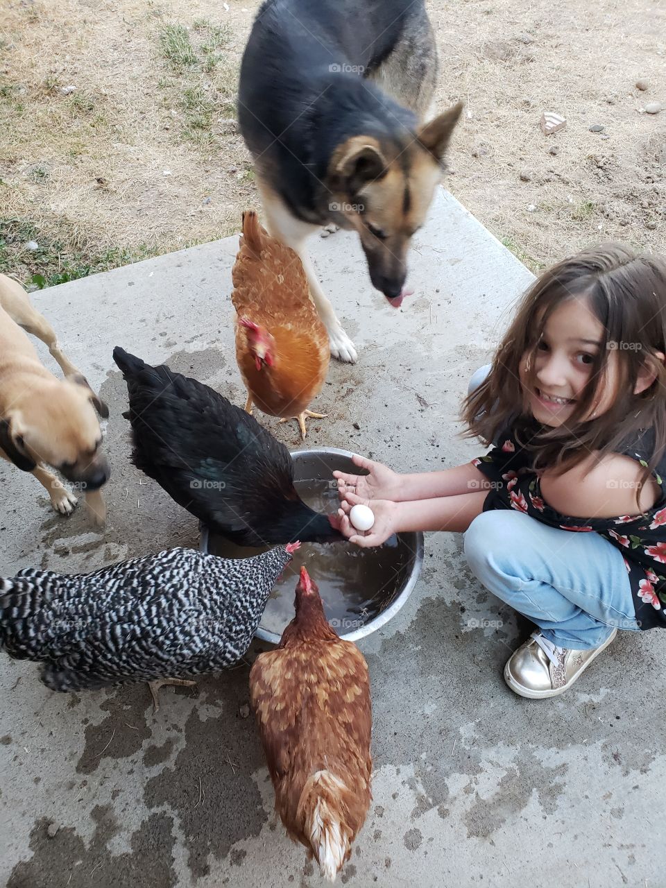 fun with pets chickens and dogs