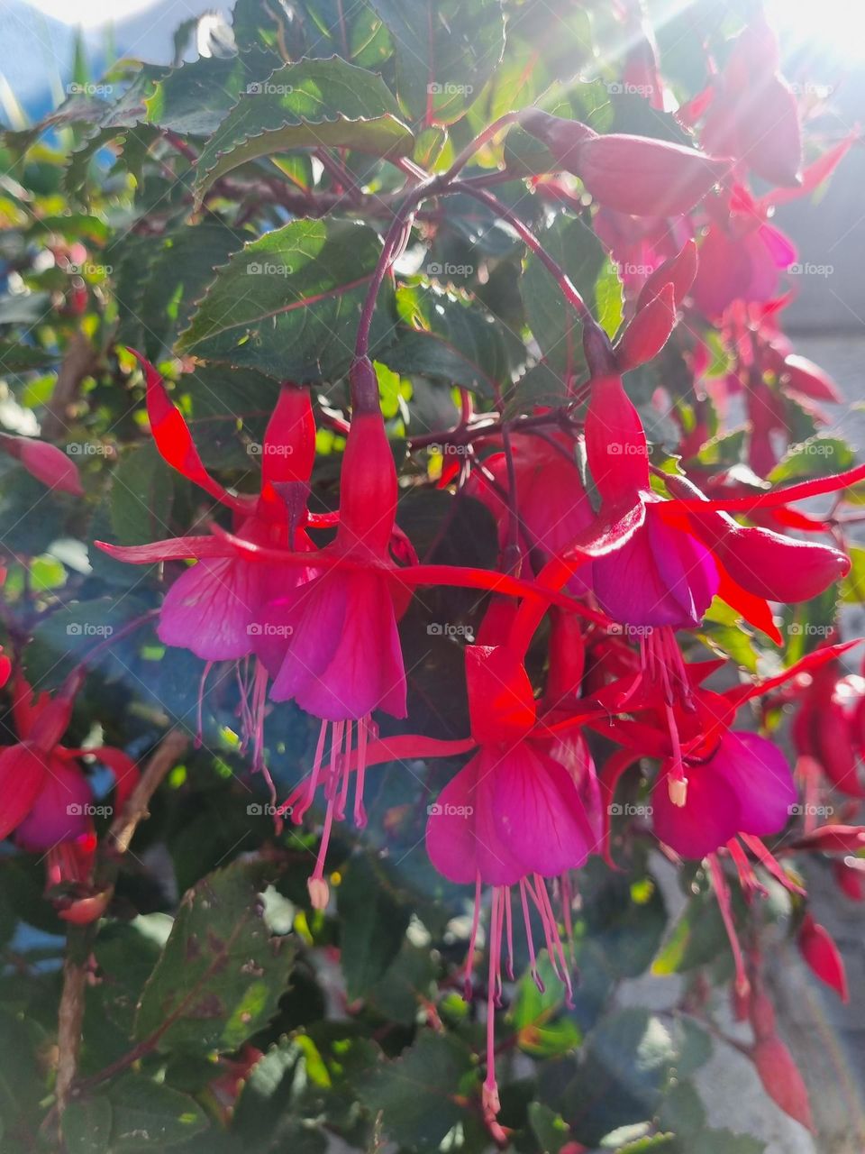 Beautiful flowers that bring us scents and colors