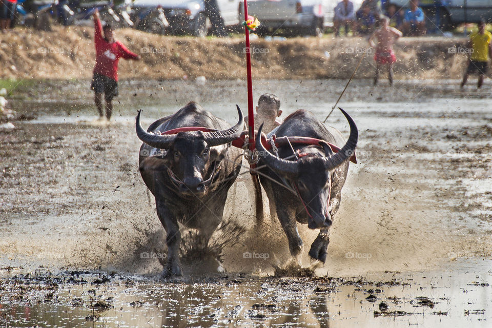 Buffalo racing Thailand