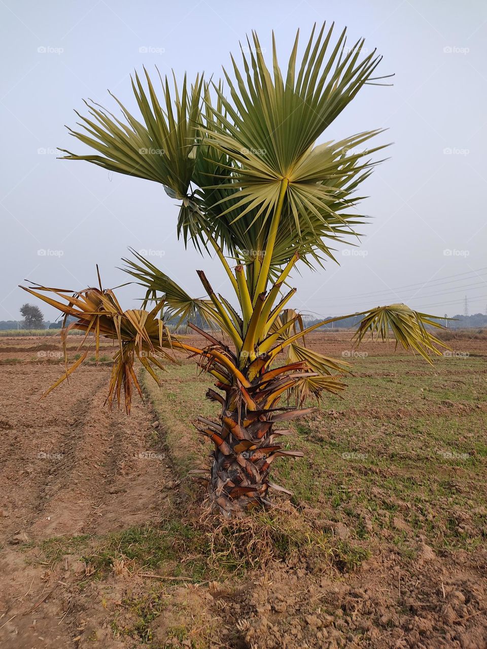 Small beautiful palm tree🌴