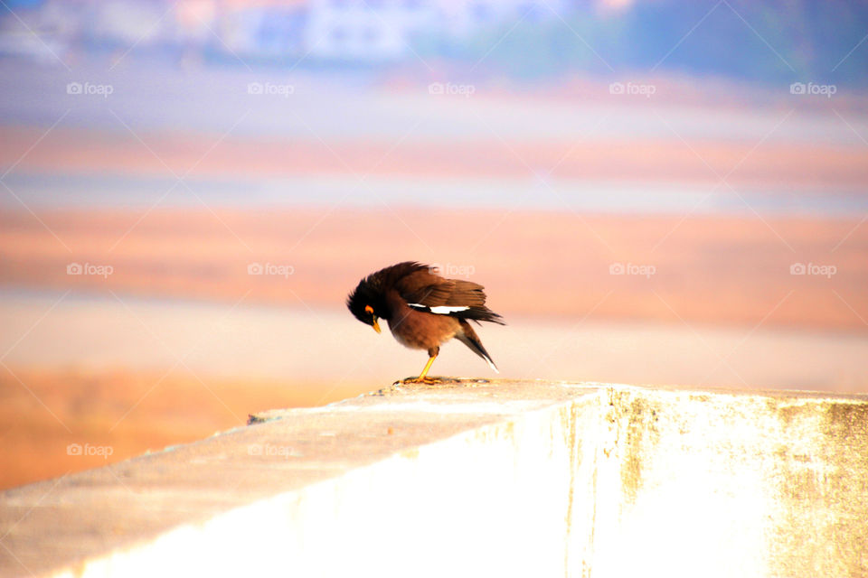 Bird spreading feathers