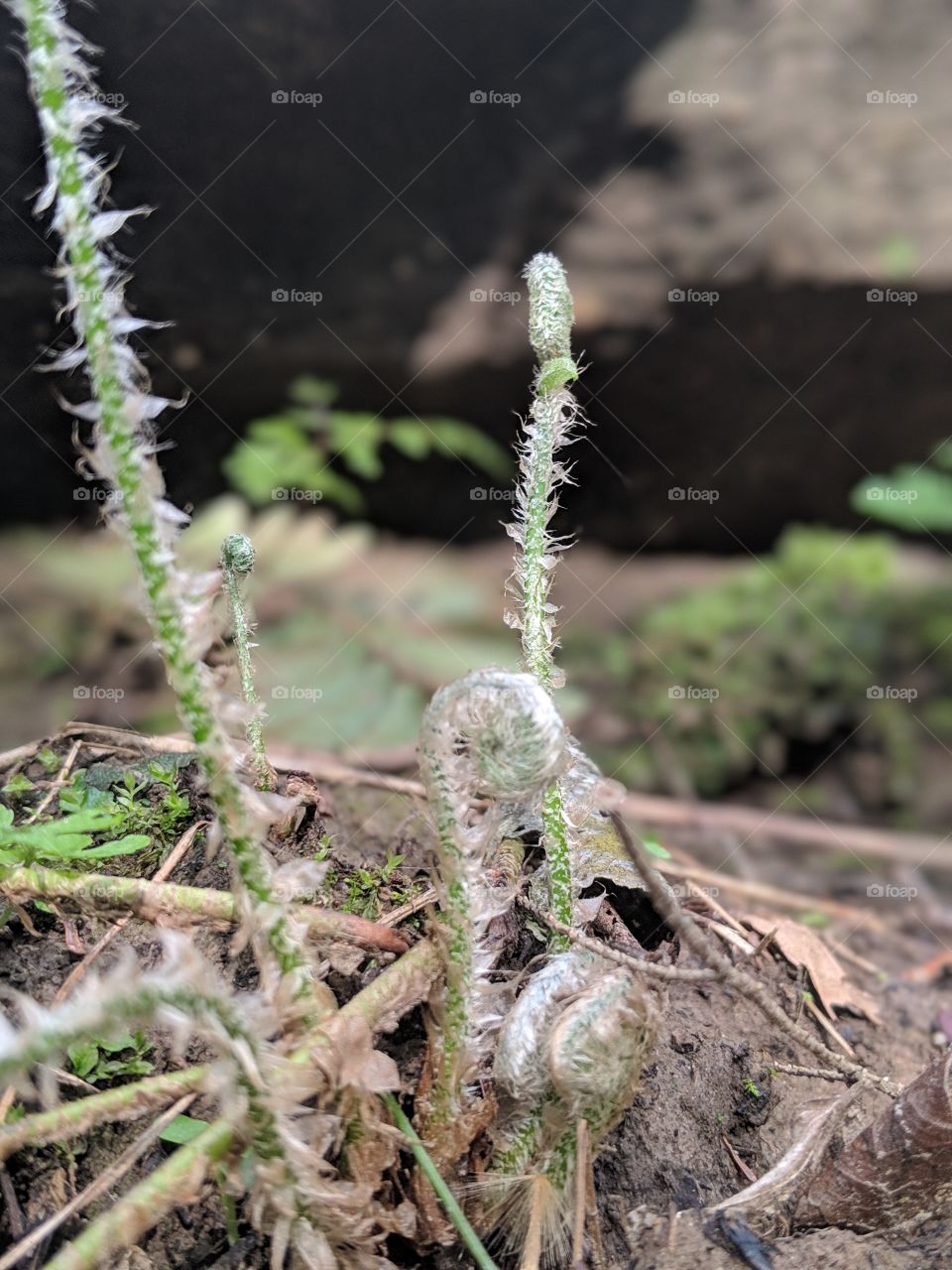 fern curls