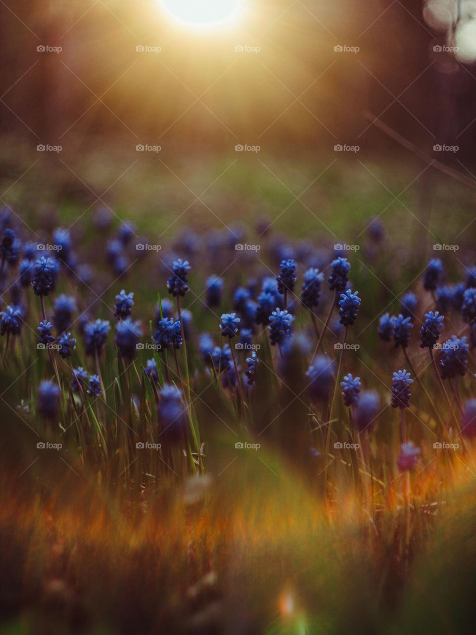 blue muscari in a spring meadow