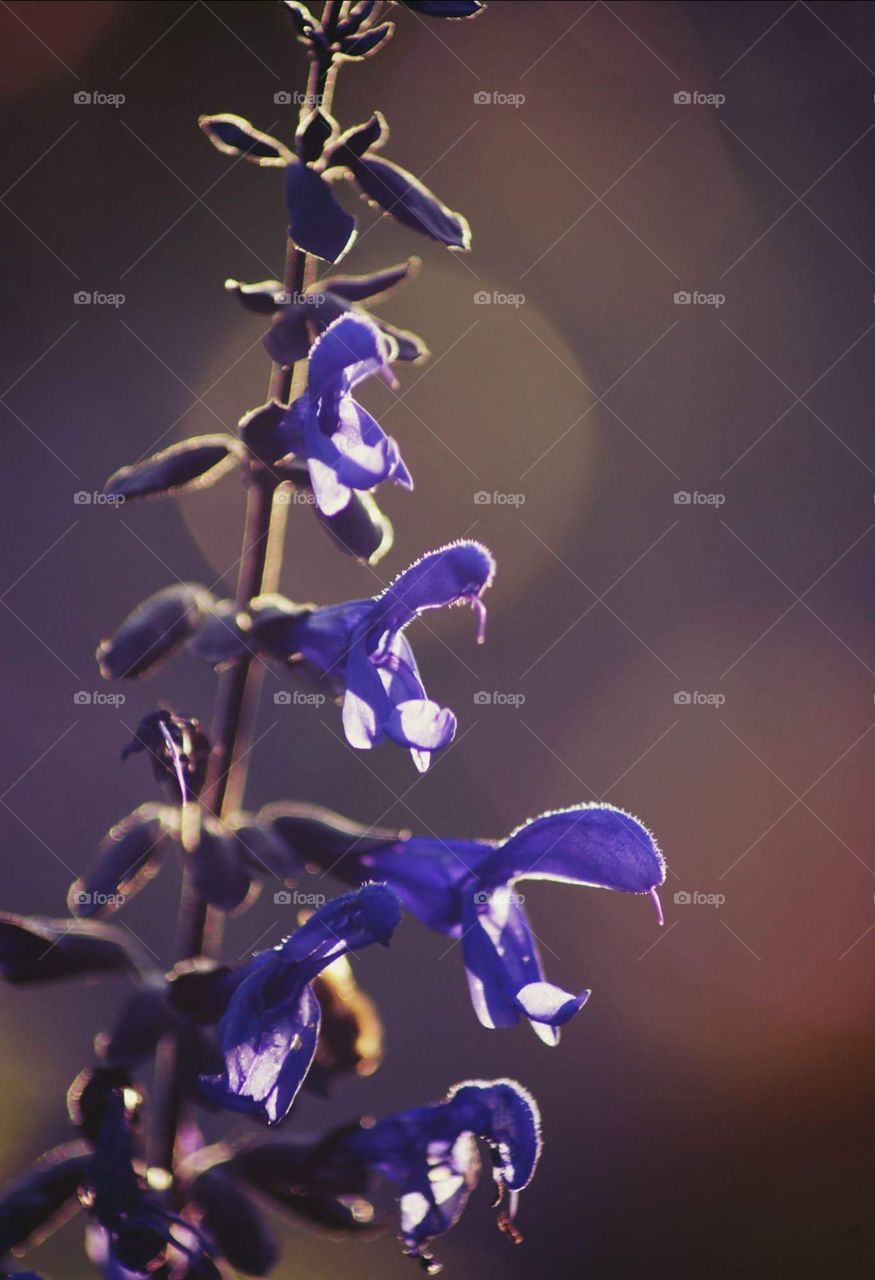 Hazy purple flower