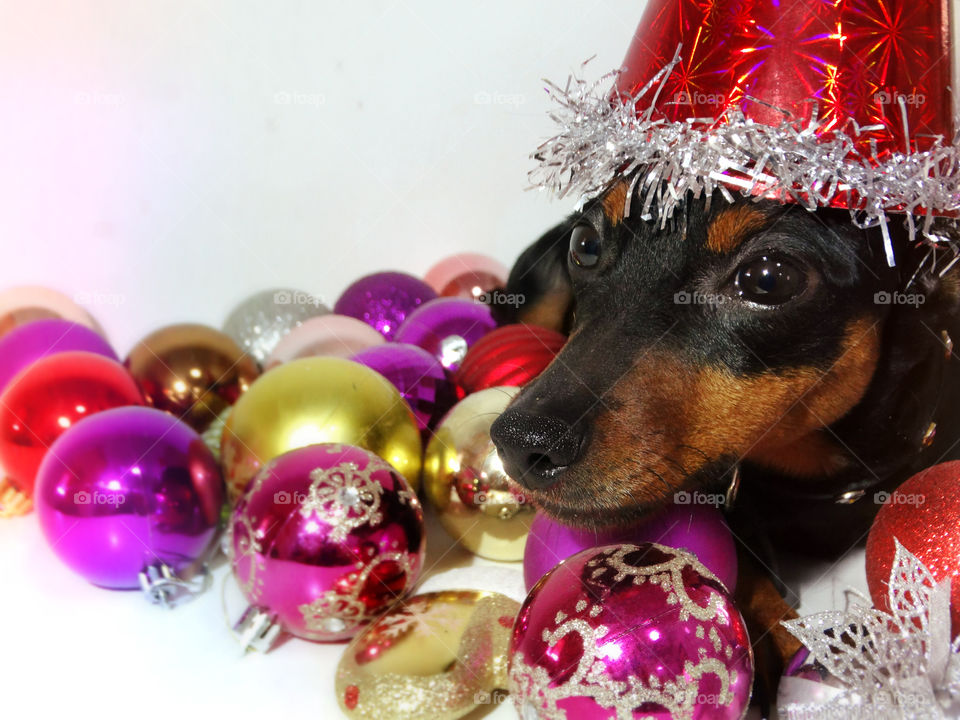 Christmas pinscher dog