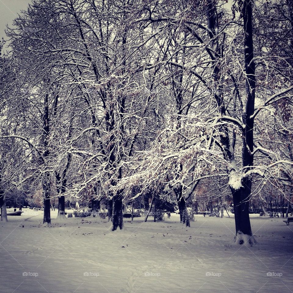 snow winter tree trees by severina1