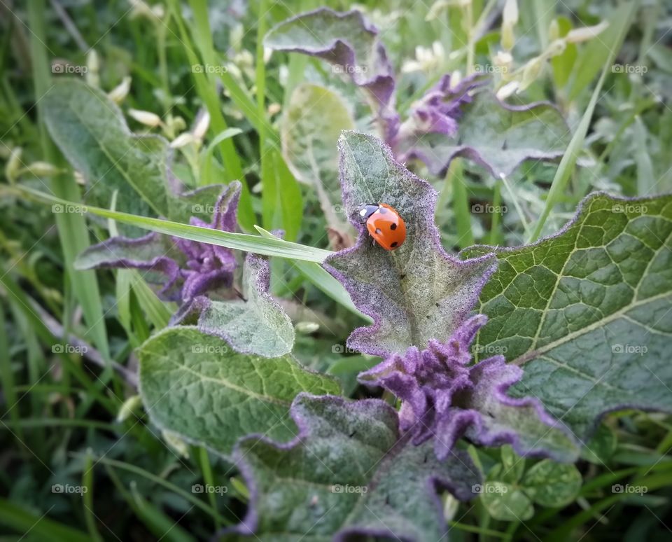 A Single Orange Ladybug on a Purple Weed in a Green Pasture