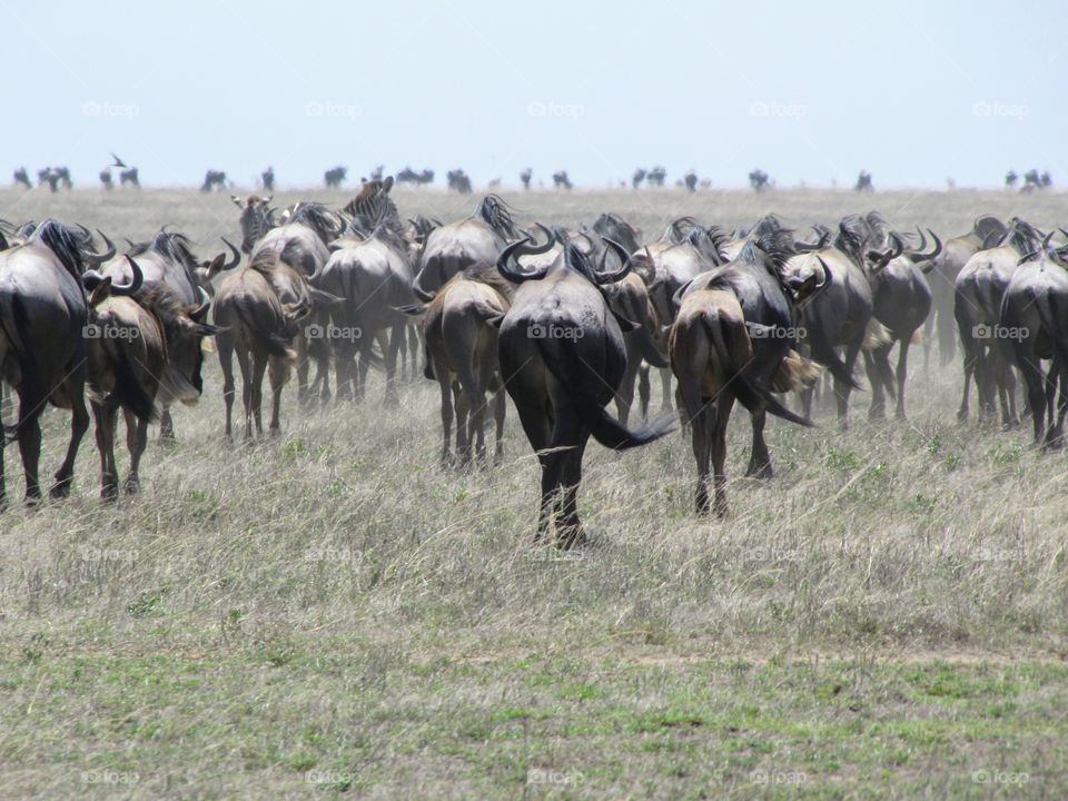 Great migration of wildebeest and zebras in Tanzania