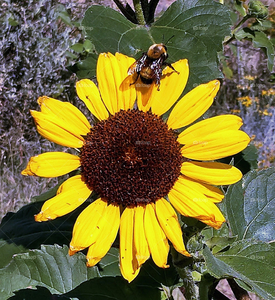 Sunflower with bee, Yellow