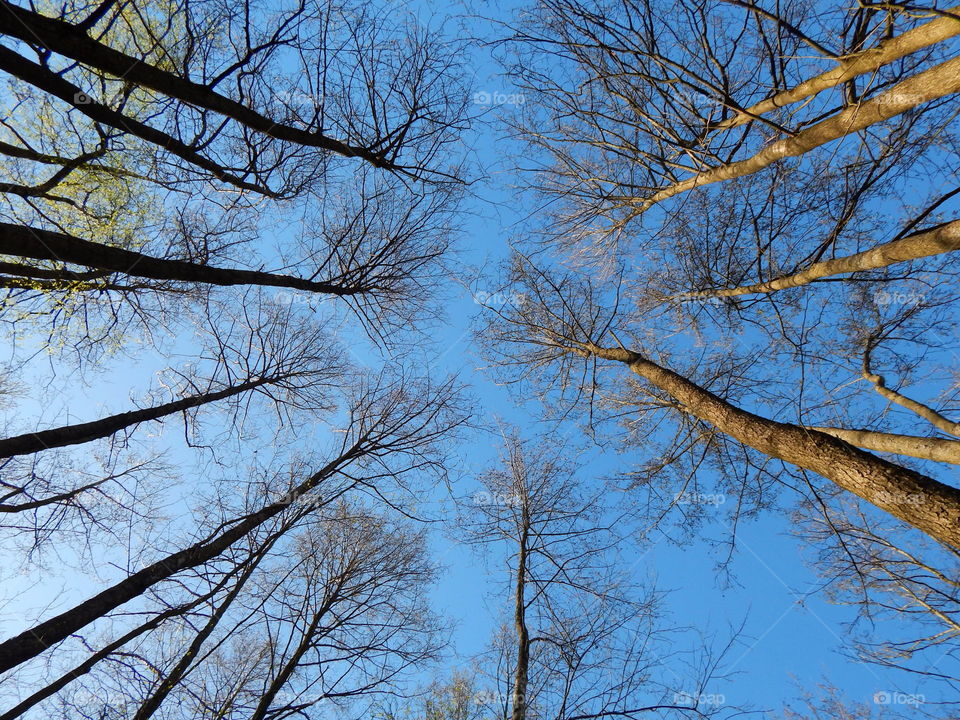 Up the trees in the forest. Spring trees against blue sky.
