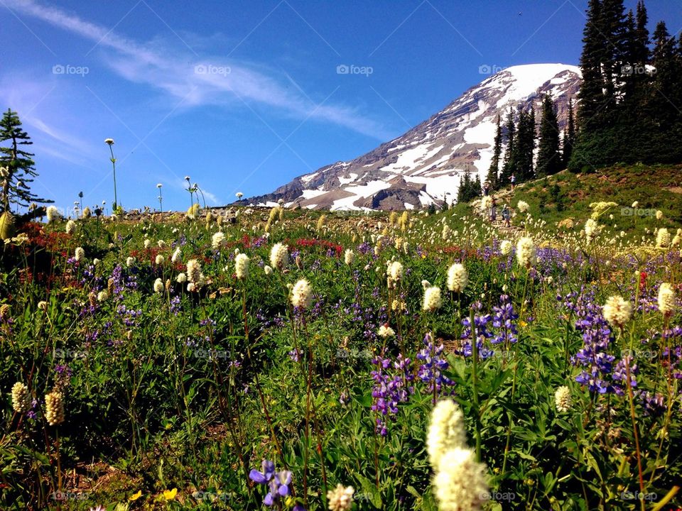 Mr. Rainier and blooming flowers
