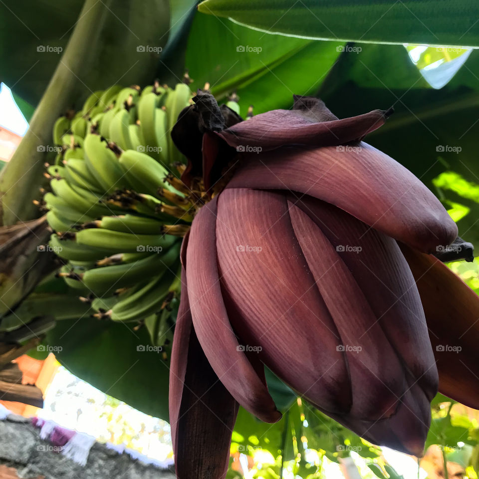 buy the photo of this beautiful bunch of bananas, and this one is without any pesticides