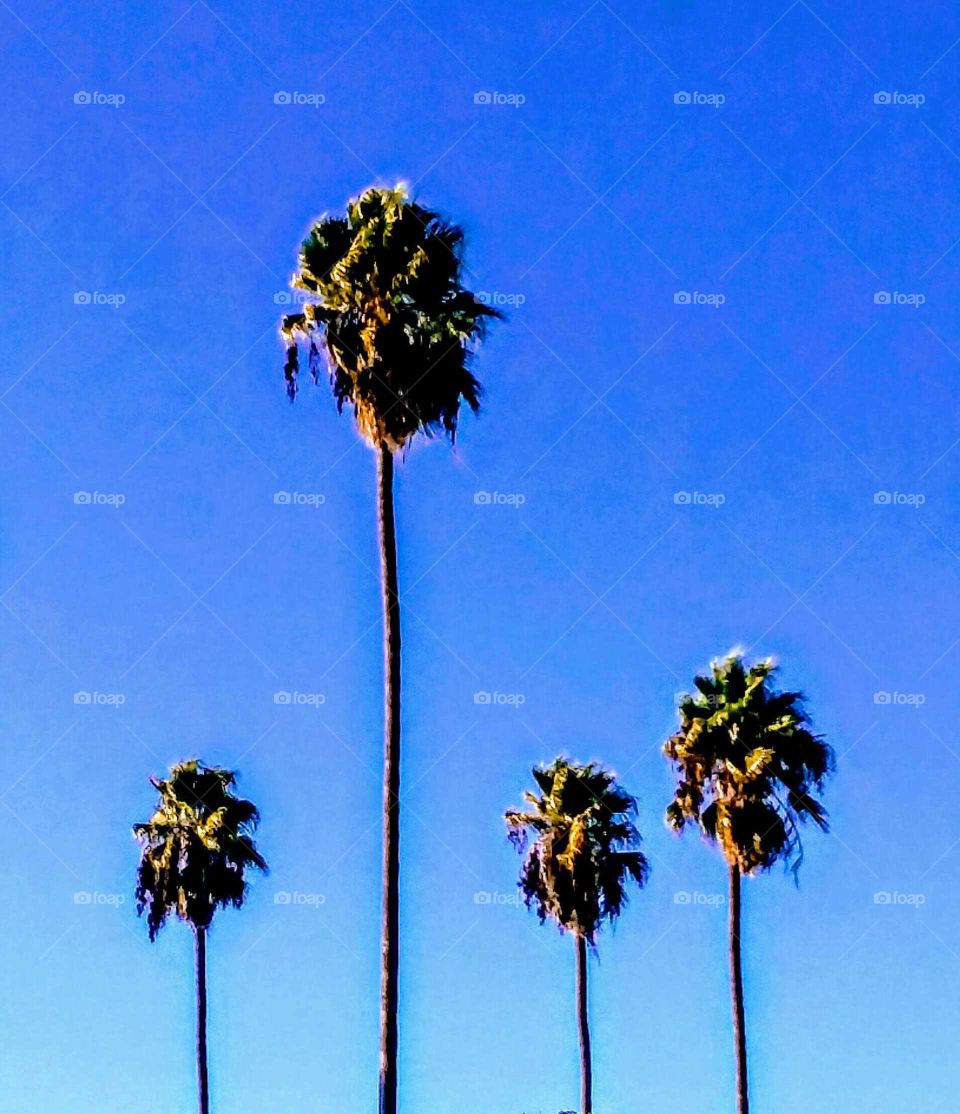 Palms in a Row