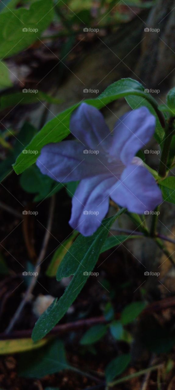 naturelove, beautiful, flowers, purple, green, drak background