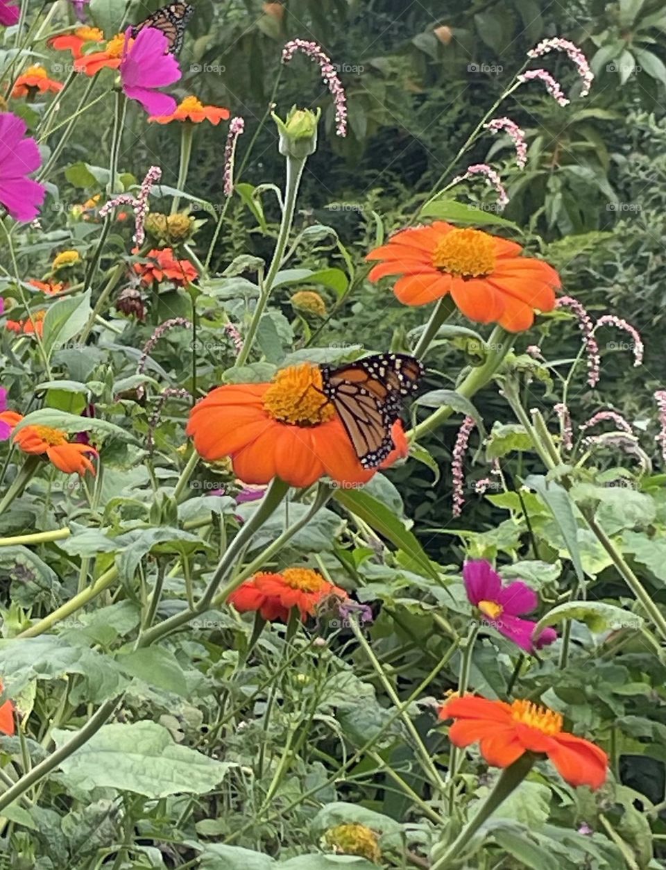 vibrant monarch butterfly flutters delicately around a group of orange and pink flowers. The flowers, with their soft, layered blossoms, create a stunning backdrop, adding bursts of color to the scene.