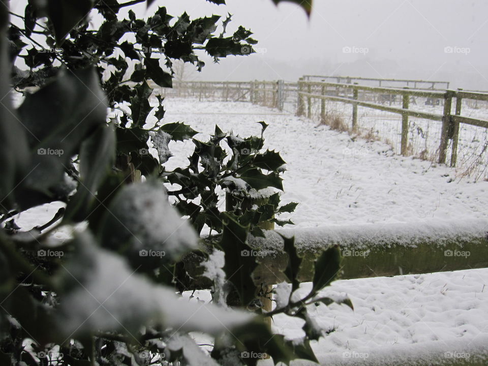 Holly And Snow