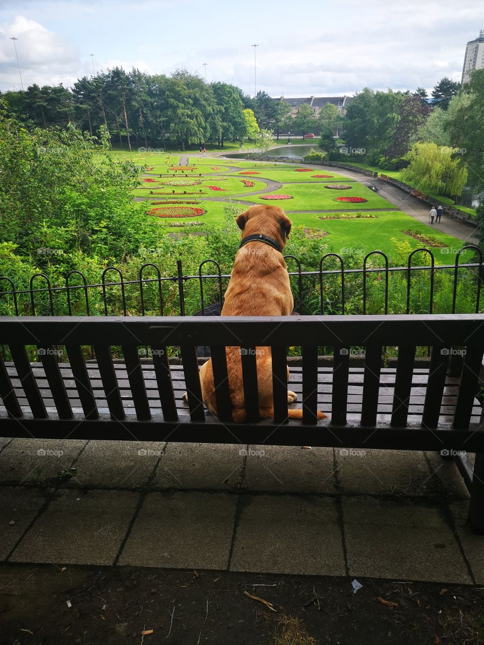 A dog in the park