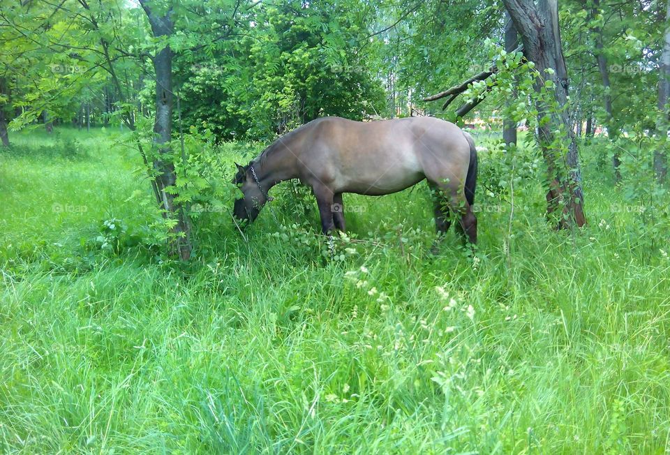 Horse in the summer park