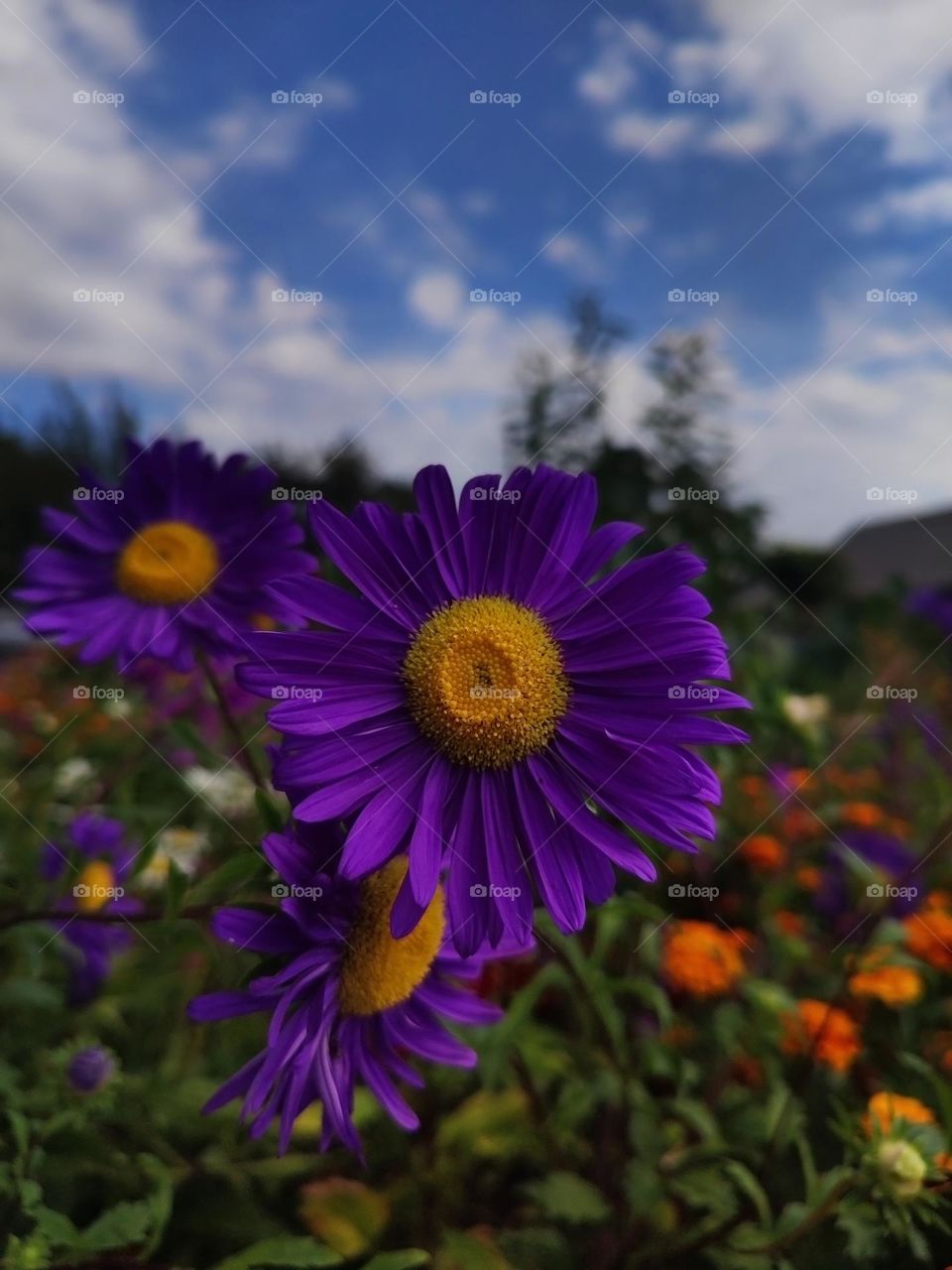 Macro photo of a summer plants