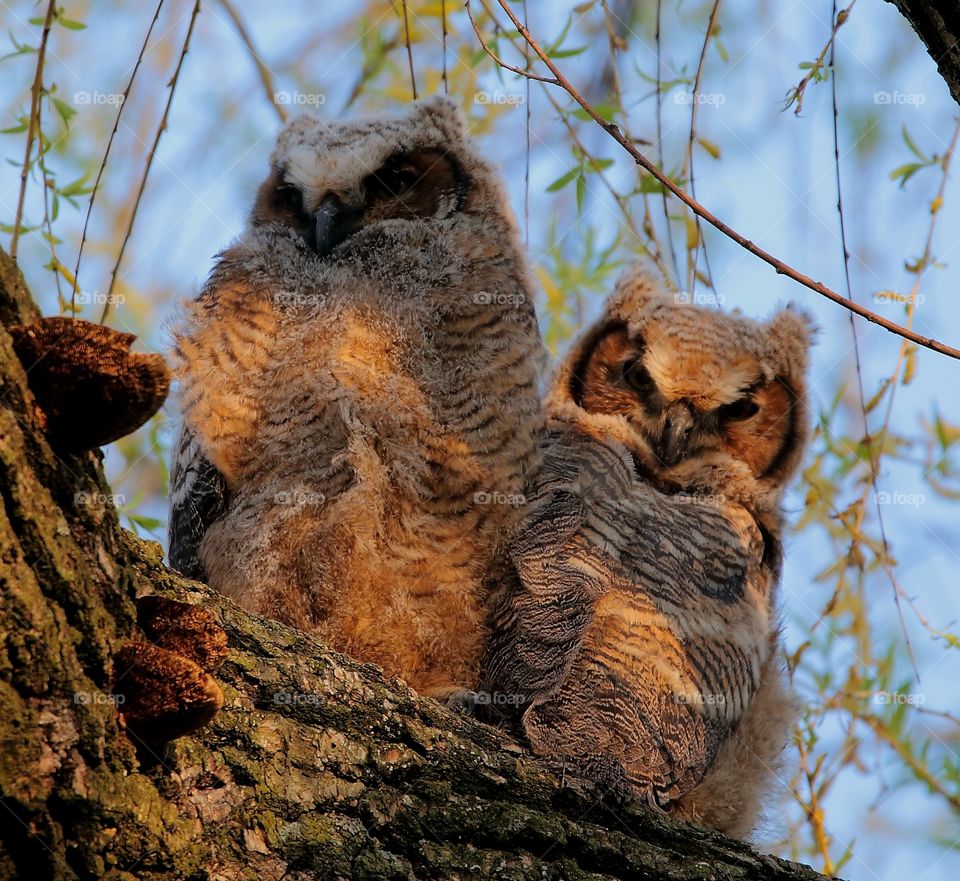 great horned baby owl