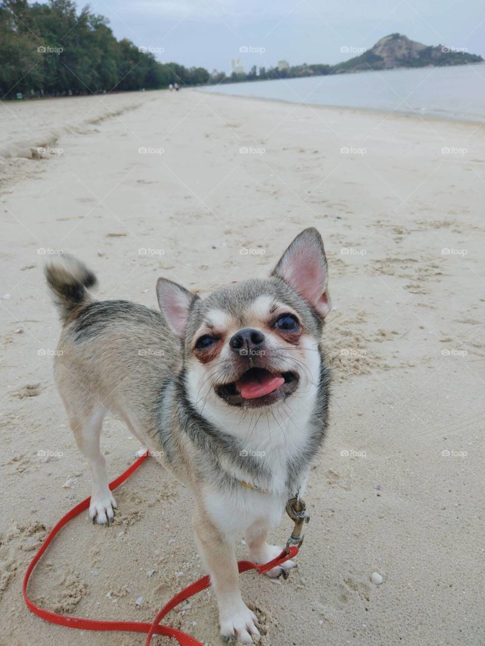 My dog on the beach.