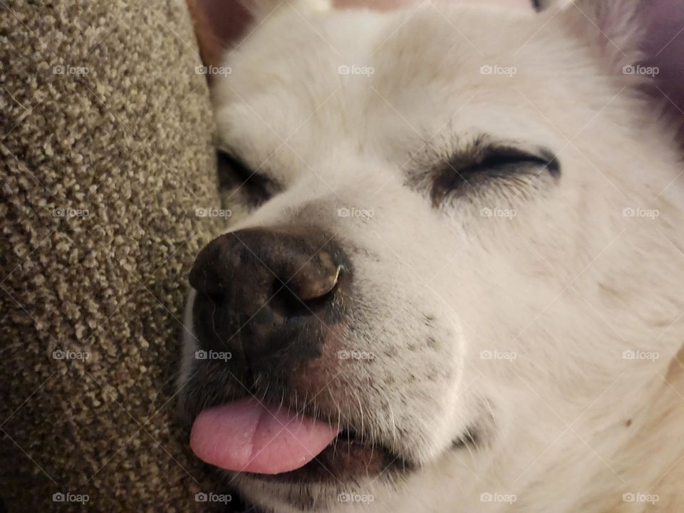 cute silly close-up of tan dog sleeping with tongue sticking out