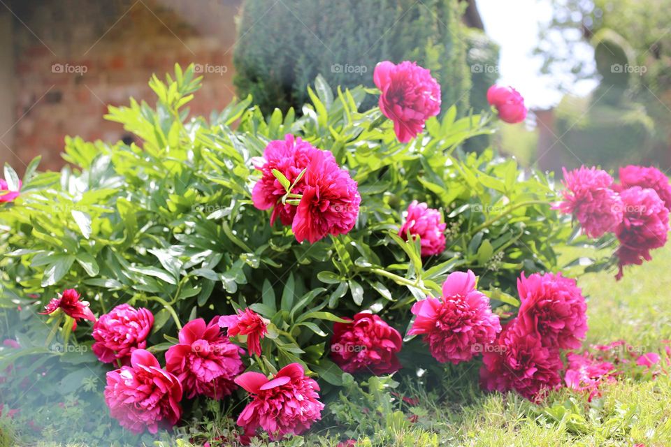 Bush of pink peonies in the garden 