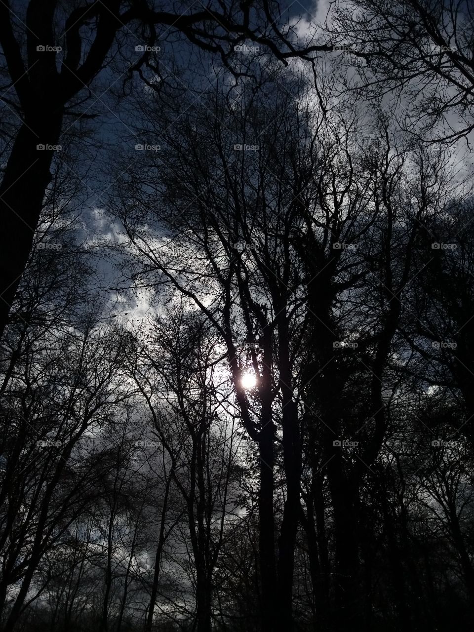 Trees winter backlight