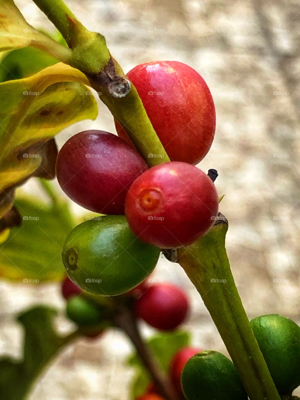 For someone who loves to drink coffee, it is fascinating to see it in the first stages: the flower, the small fruits, those fruits growing, becoming green and then red, tasting them and finding out it is sweet... From the coffee tree in my backyard.