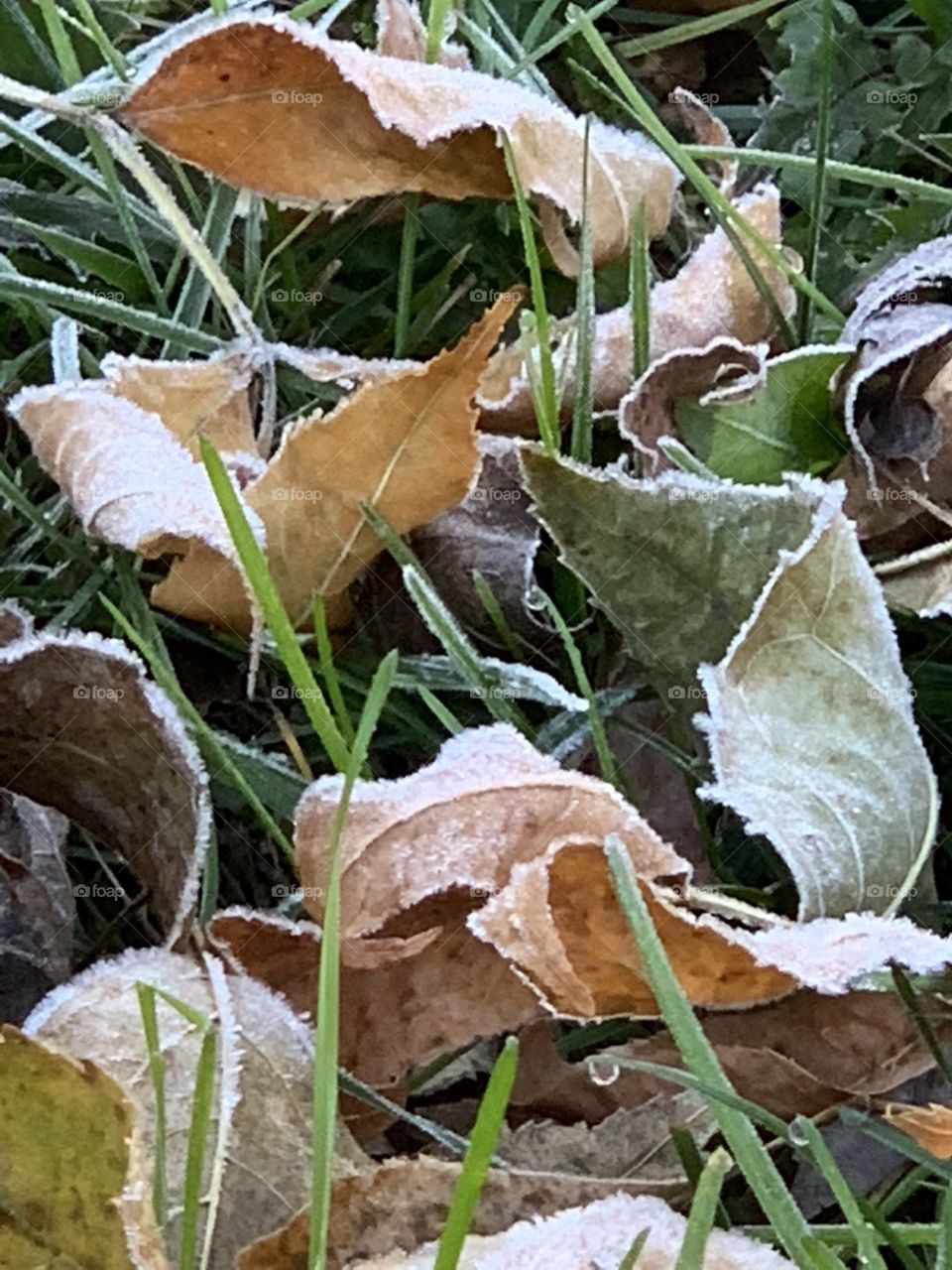 First Frost 