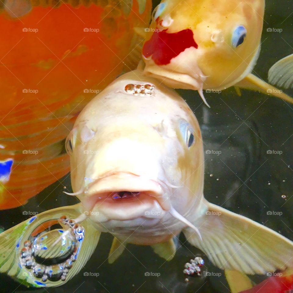 Koi pond with beautiful fish