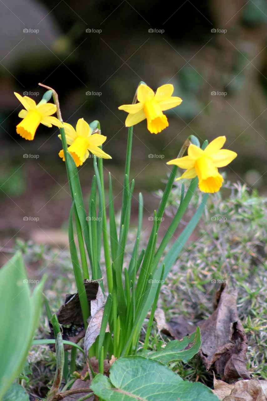 daffodils