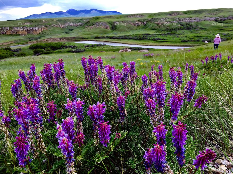 Purple Wildflowers in Hills.