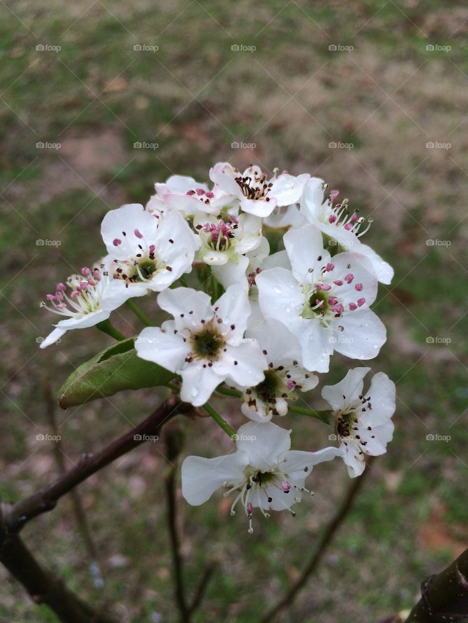 Pear tree bloom