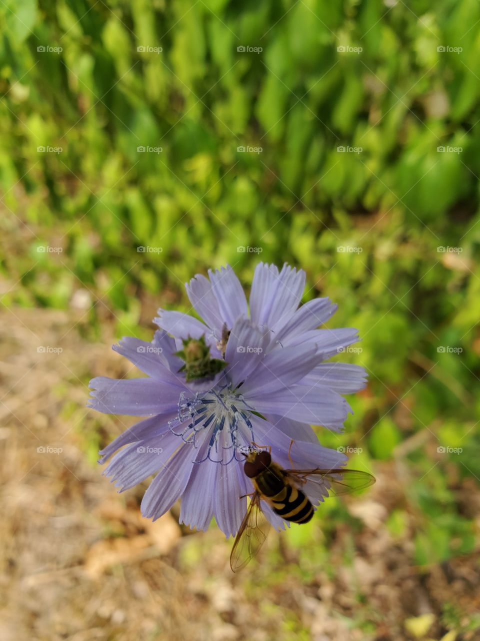 Bees are working hard