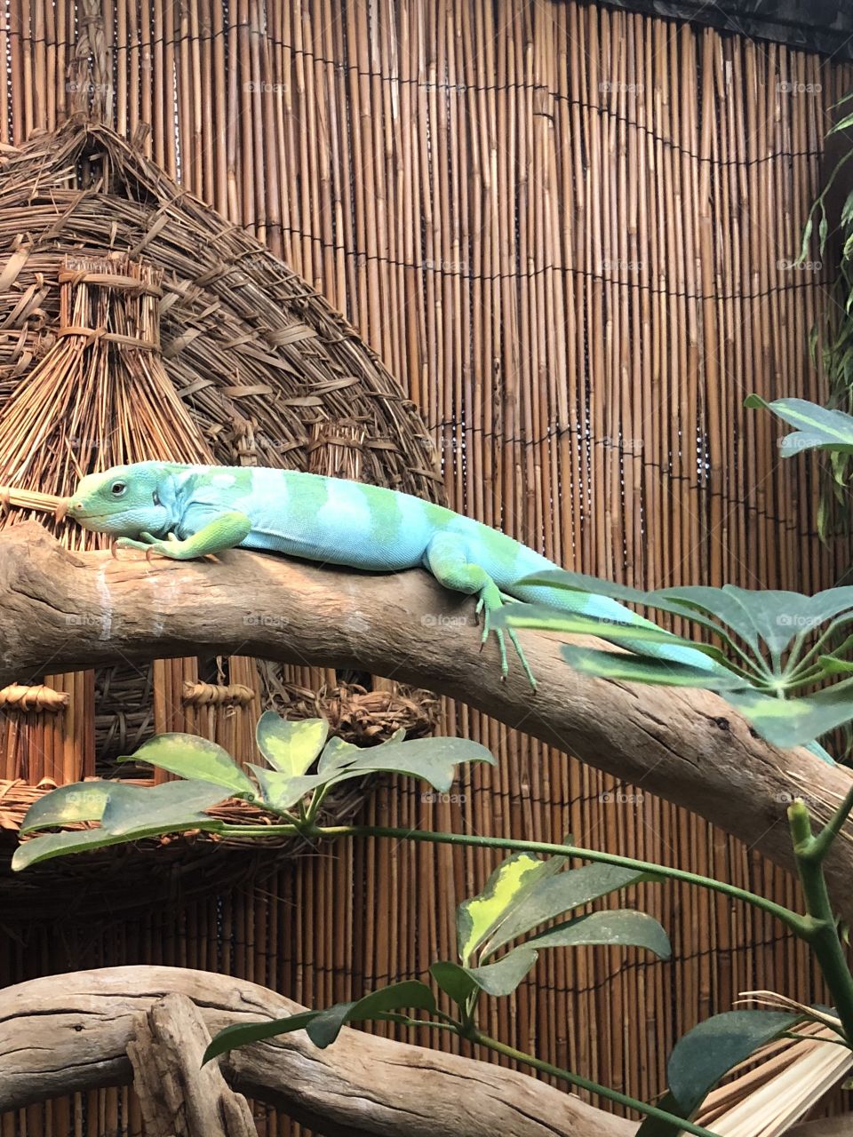 Lizard at the Reptile Gardens