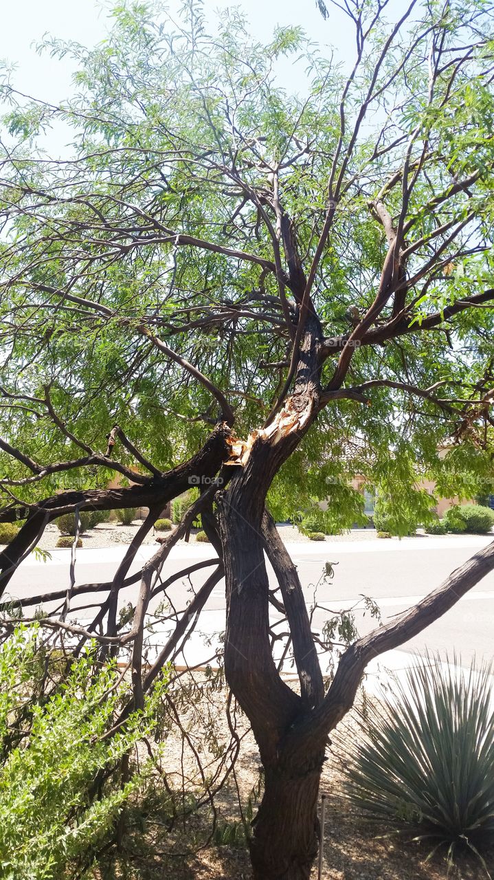 Tree broken in Storm