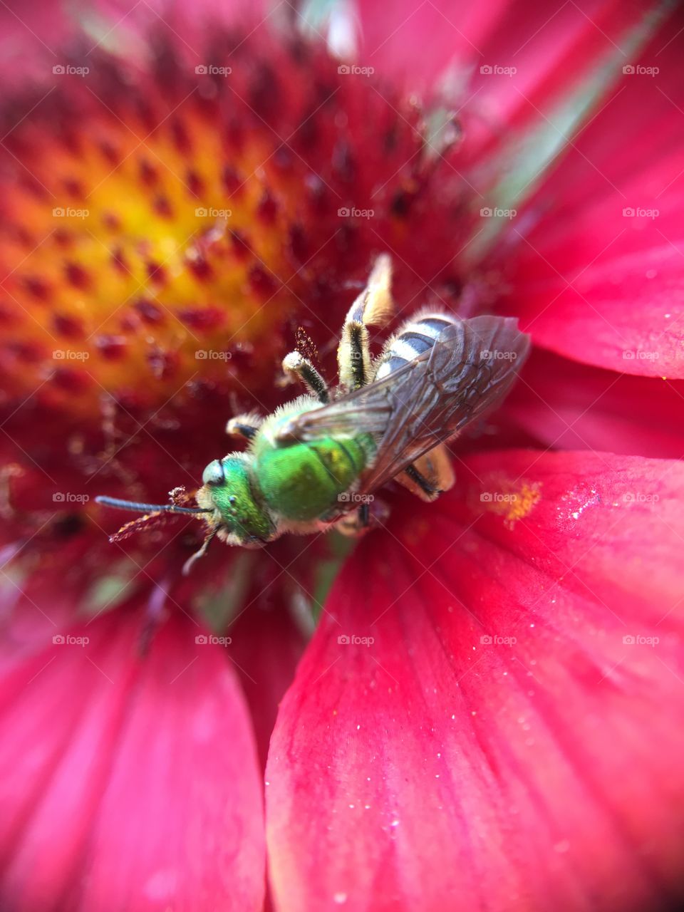 Green metallic bee