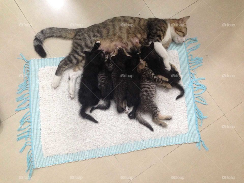 Lovely cat family