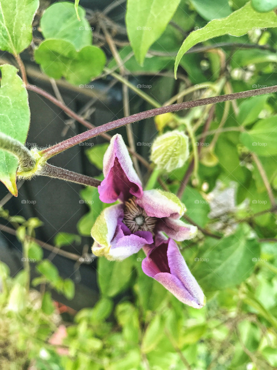 Clematis 