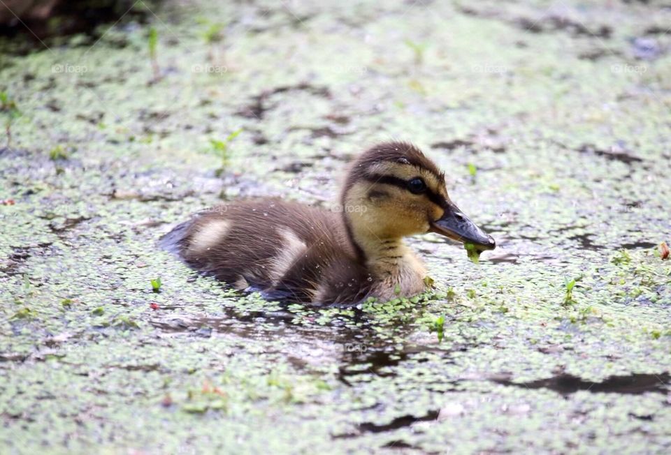 Little Duckling. Duckling