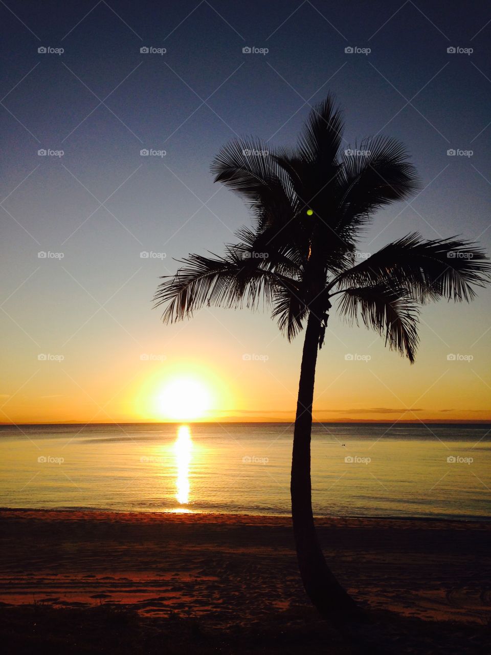Palm tree at beach during sunset