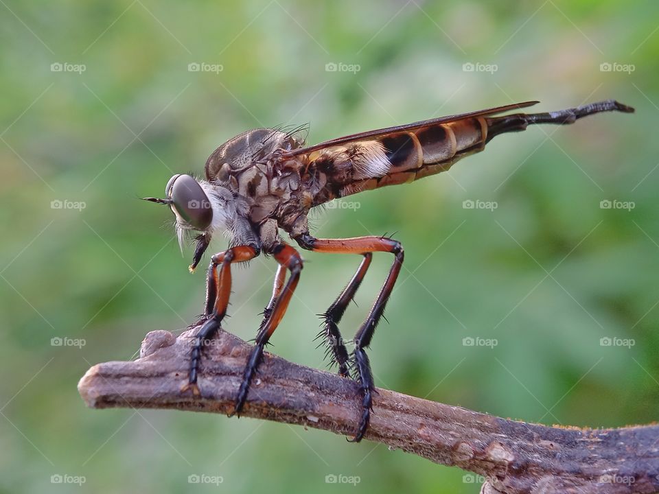 Robber Fly